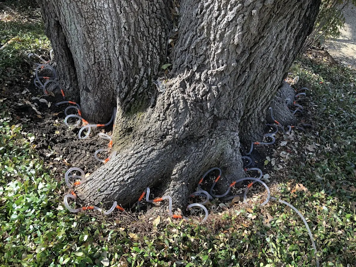 Detailed Tree Cabling and Bracing job site in Harrison