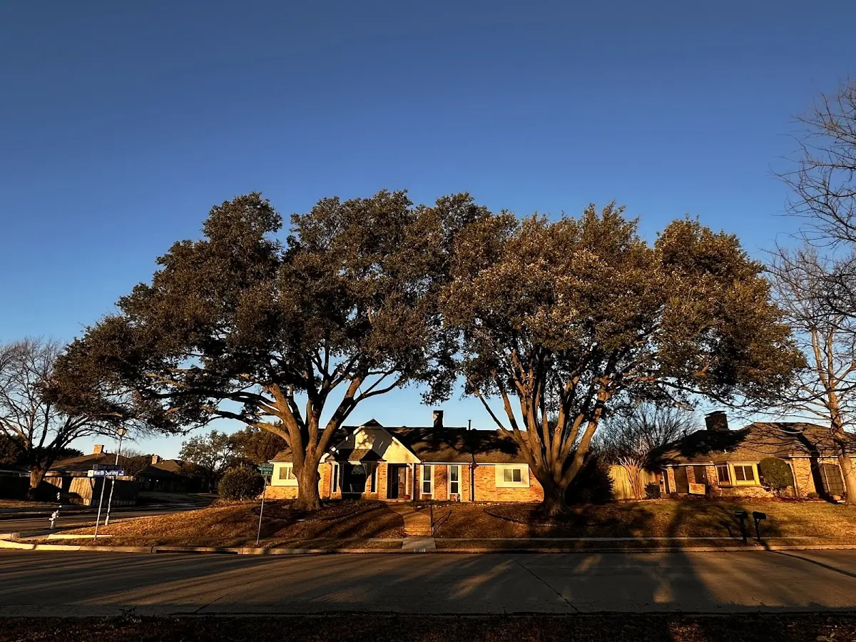 Established residential canopy tree shading a home in Harrison